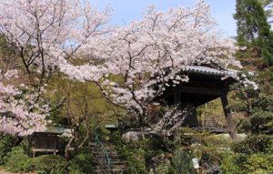 瑞巌寺桜写真